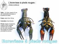 Cliquez pour agrandir l'image Cliquez pour agrandir l'image